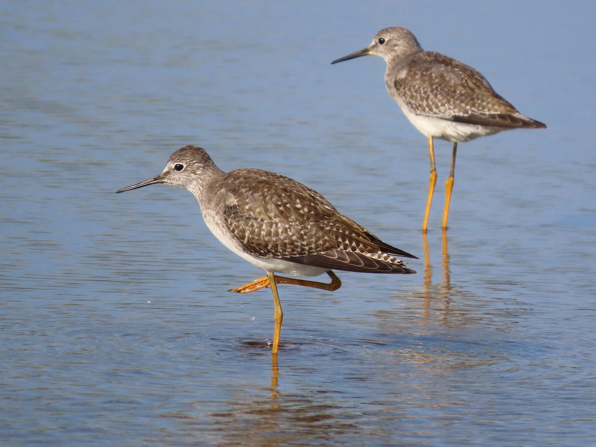Lesser Yellowlegs - ML642979037
