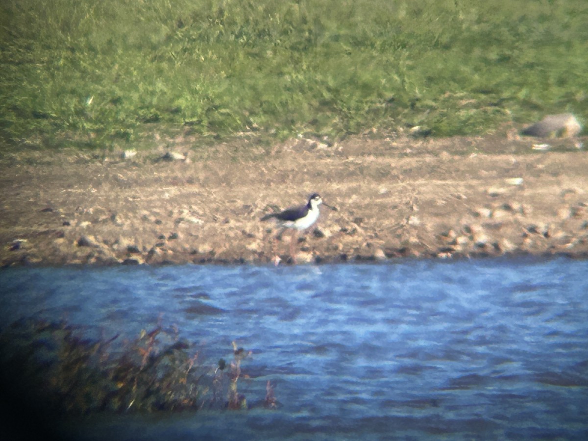Black-necked Stilt - ML642979038