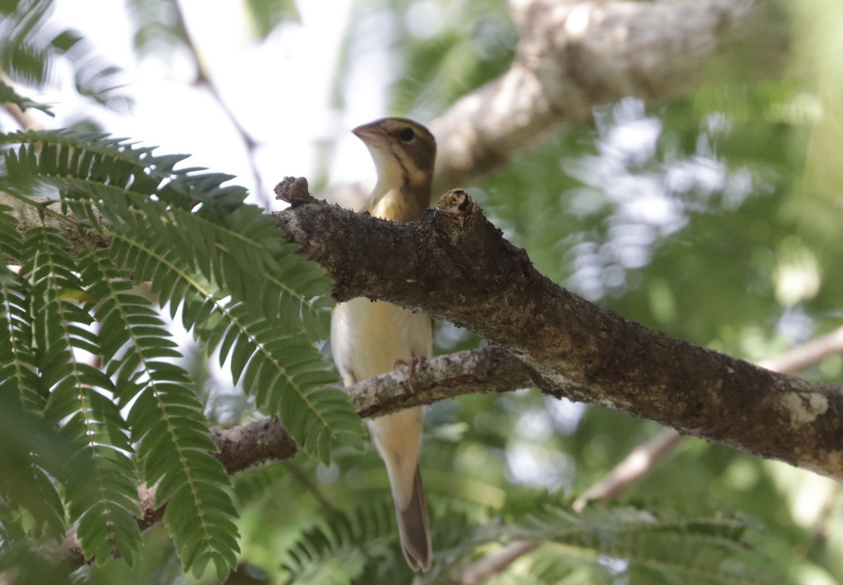 Dickcissel - ML642979044