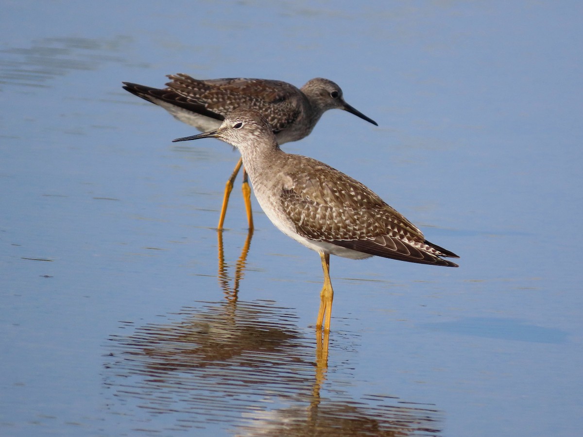 Lesser Yellowlegs - ML642979053
