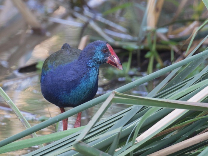 African Swamphen - ML642979072