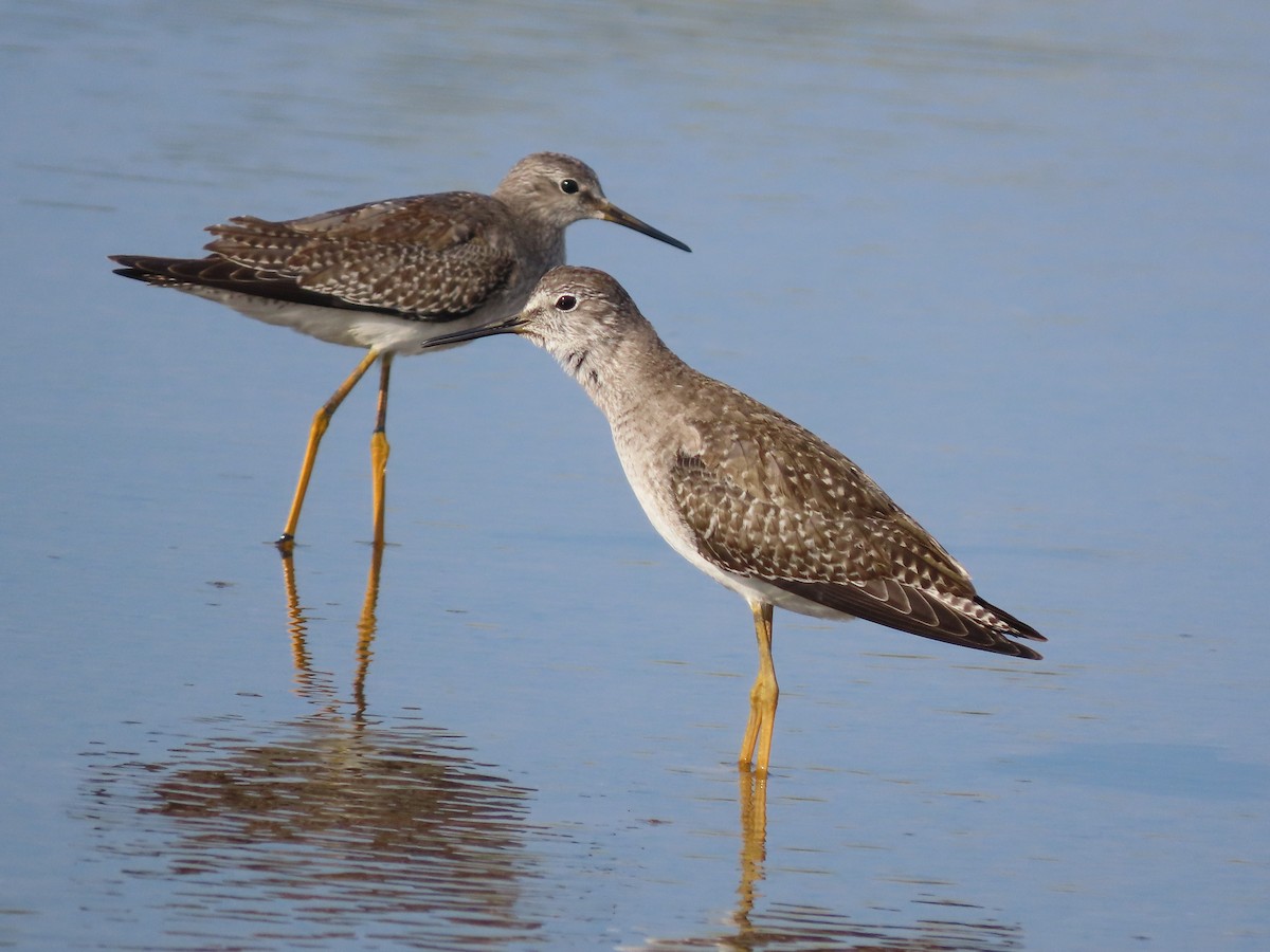 Lesser Yellowlegs - ML642979077