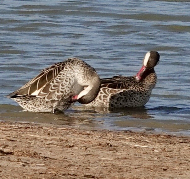 Red-billed Duck - ML642979089