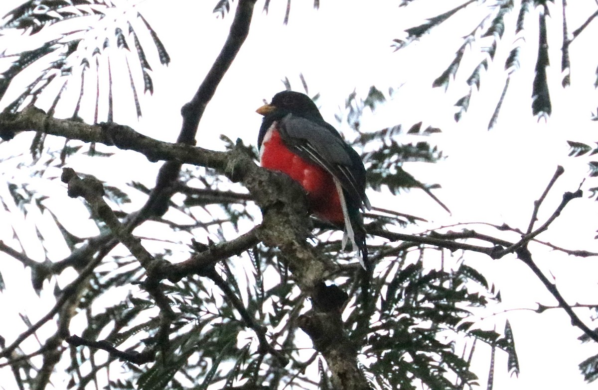 Elegant Trogon - ML642979091
