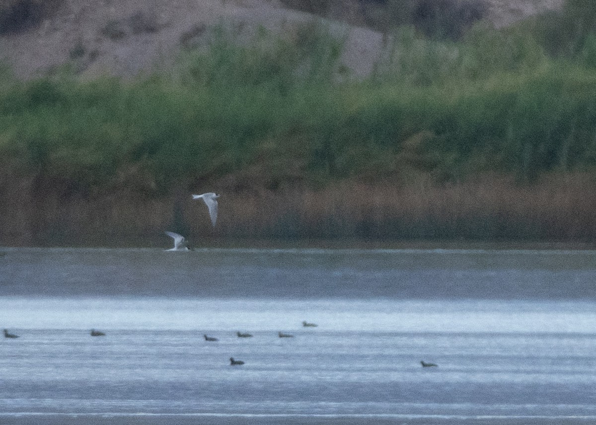 Forster's/Common Tern - ML642979096