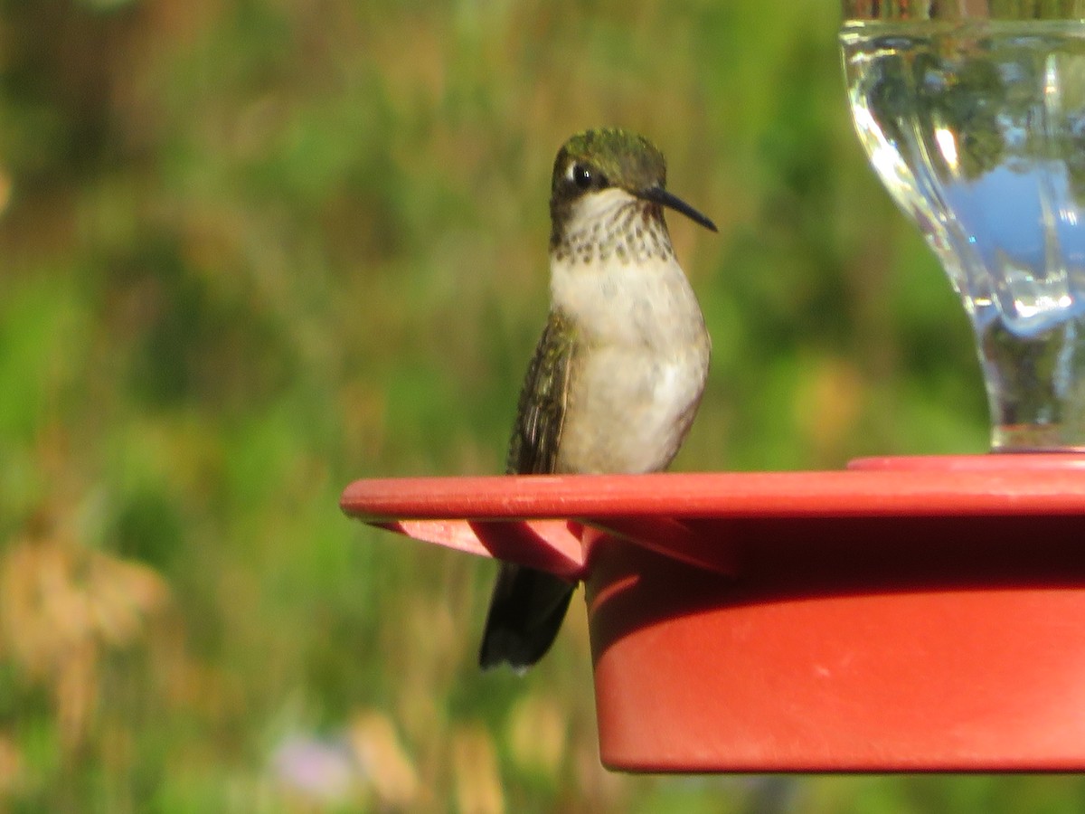 Ruby-throated Hummingbird - ML642979105