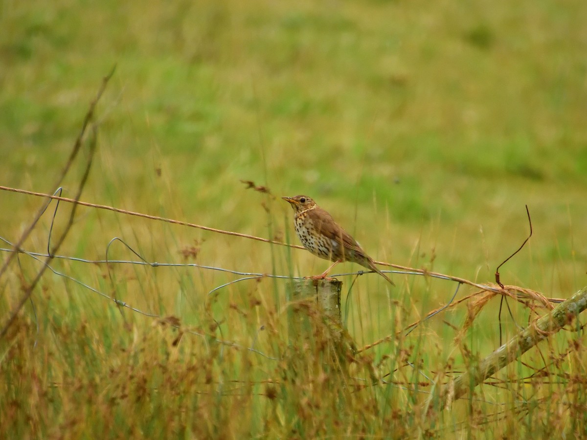 Song Thrush - ML642979111