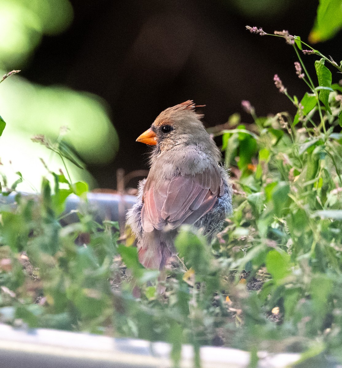 Northern Cardinal - ML642979113