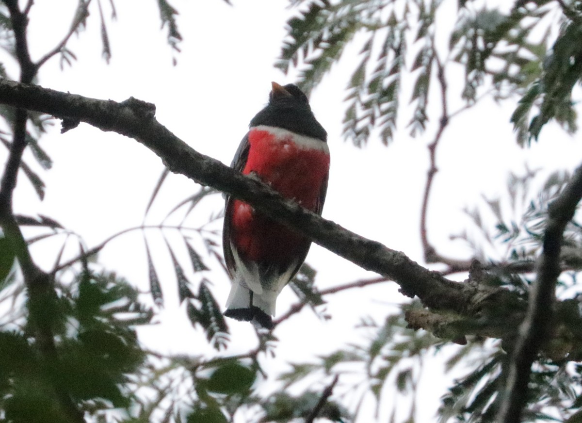 Elegant Trogon - ML642979122