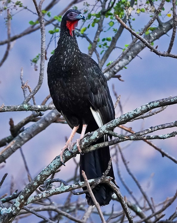 White-winged Guan - ML642979123
