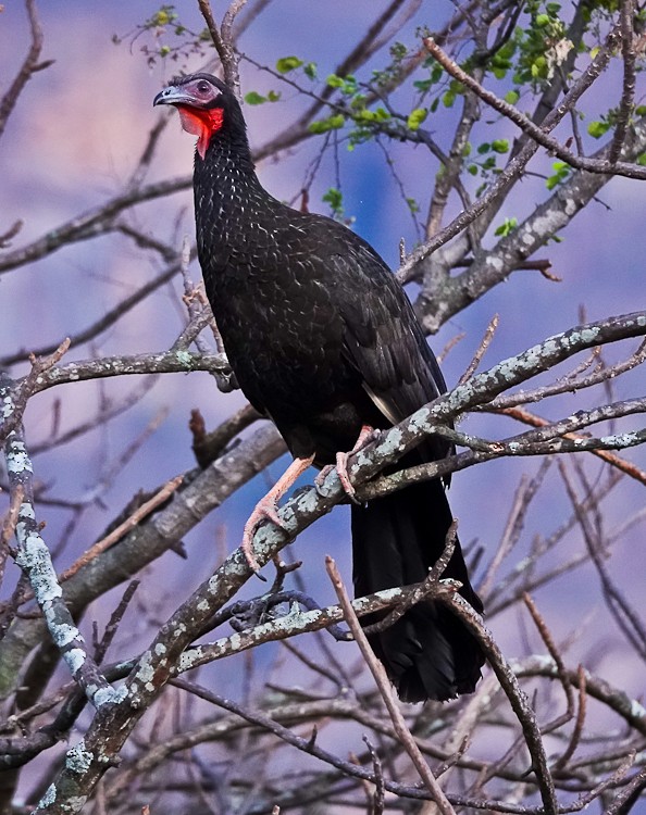 White-winged Guan - ML642979124