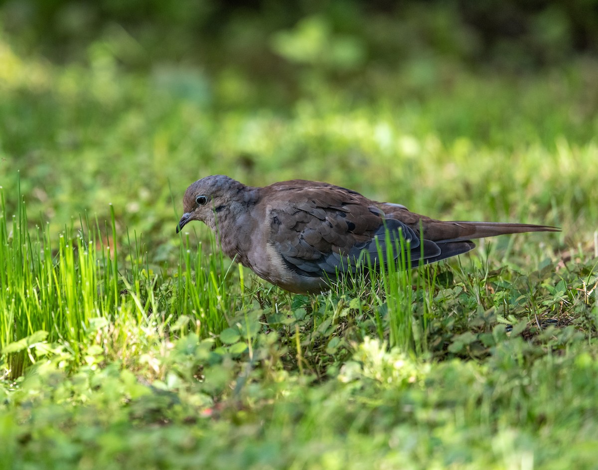 Mourning Dove - ML642979125