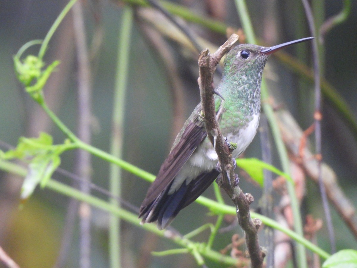 Glittering-throated Emerald - ML642979127
