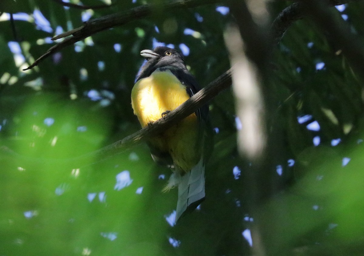Citreoline Trogon - ML642979128