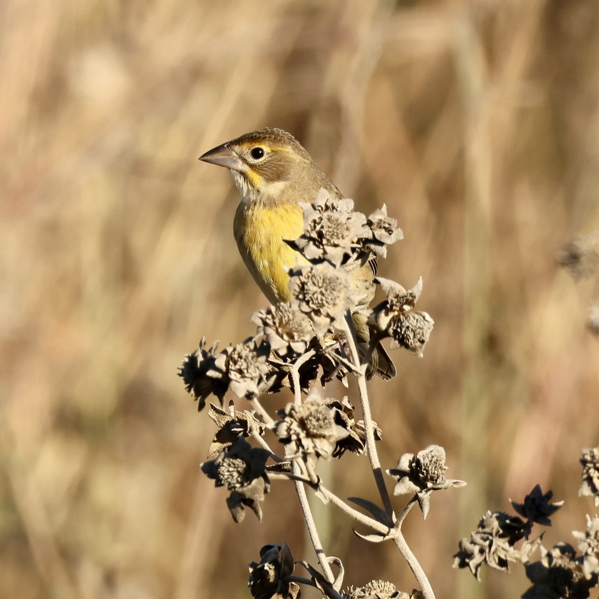 Dickcissel - ML642979134