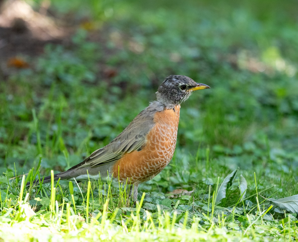 American Robin - ML642979136