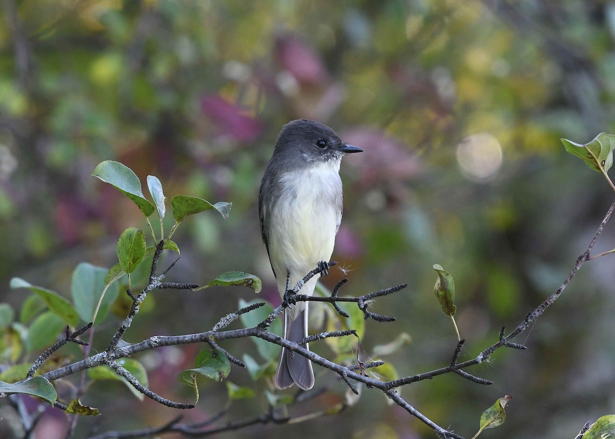 Eastern Phoebe - ML642979137