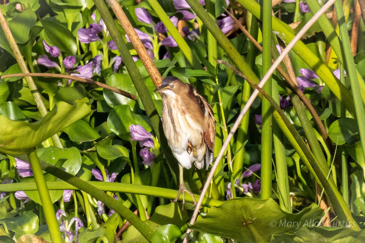 Least Bittern - ML642979140
