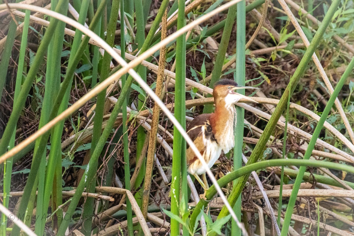 Least Bittern - ML642979141