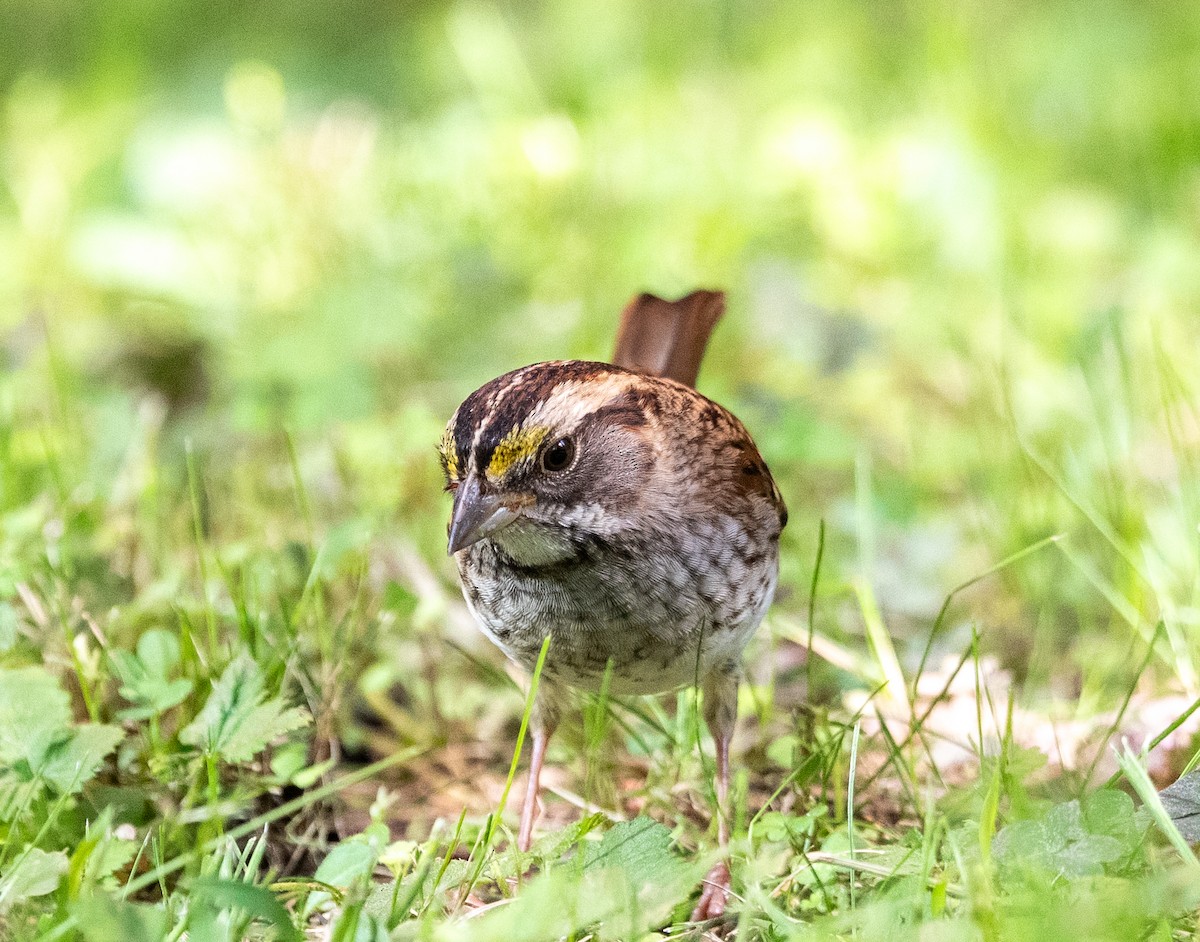White-throated Sparrow - ML642979147