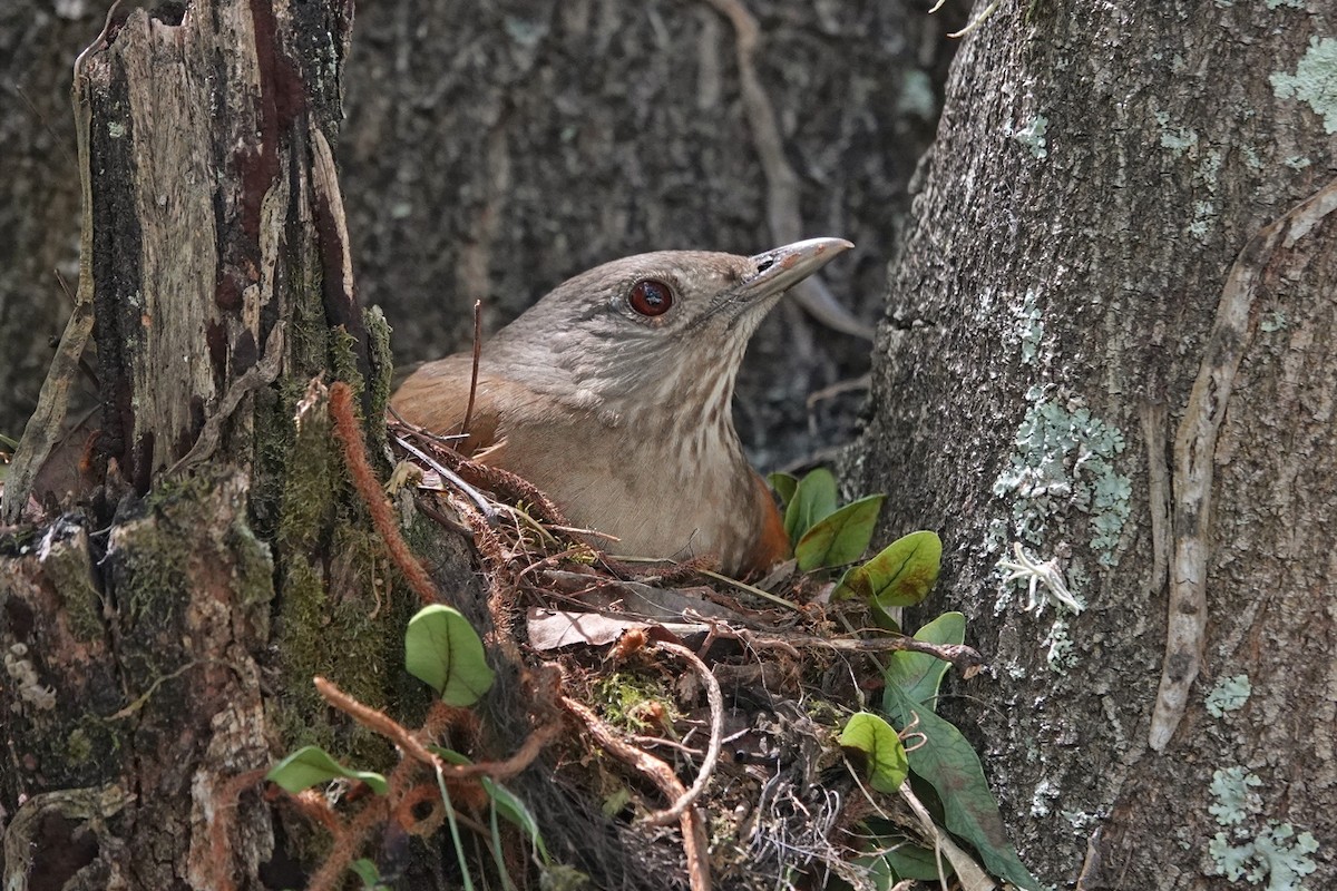 Pale-breasted Thrush - ML642979149