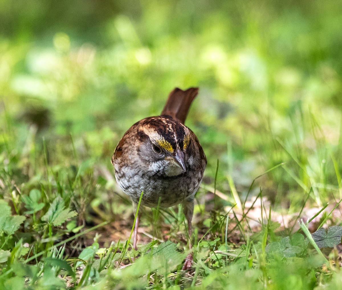White-throated Sparrow - ML642979151