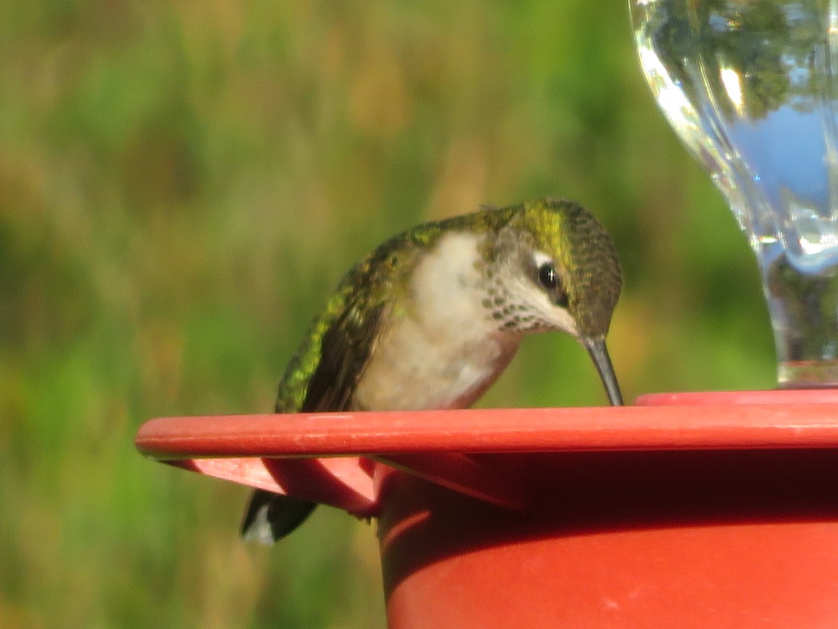 Ruby-throated Hummingbird - ML642979152