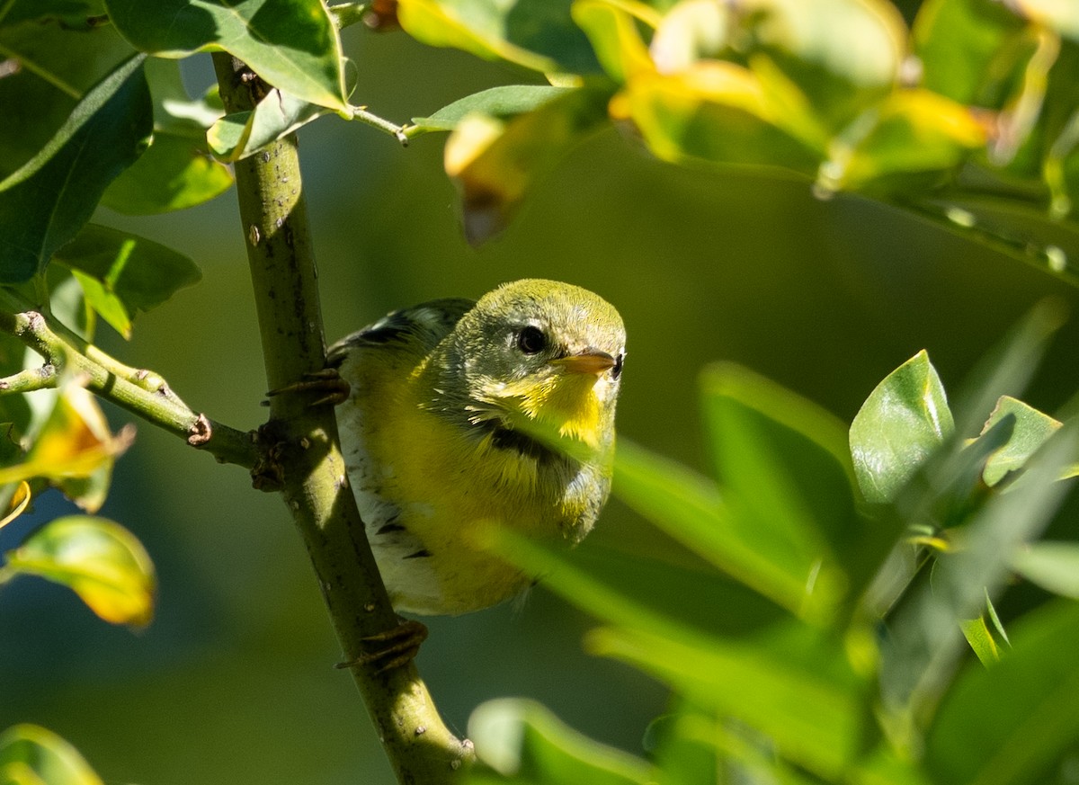 Northern Parula - ML642979153