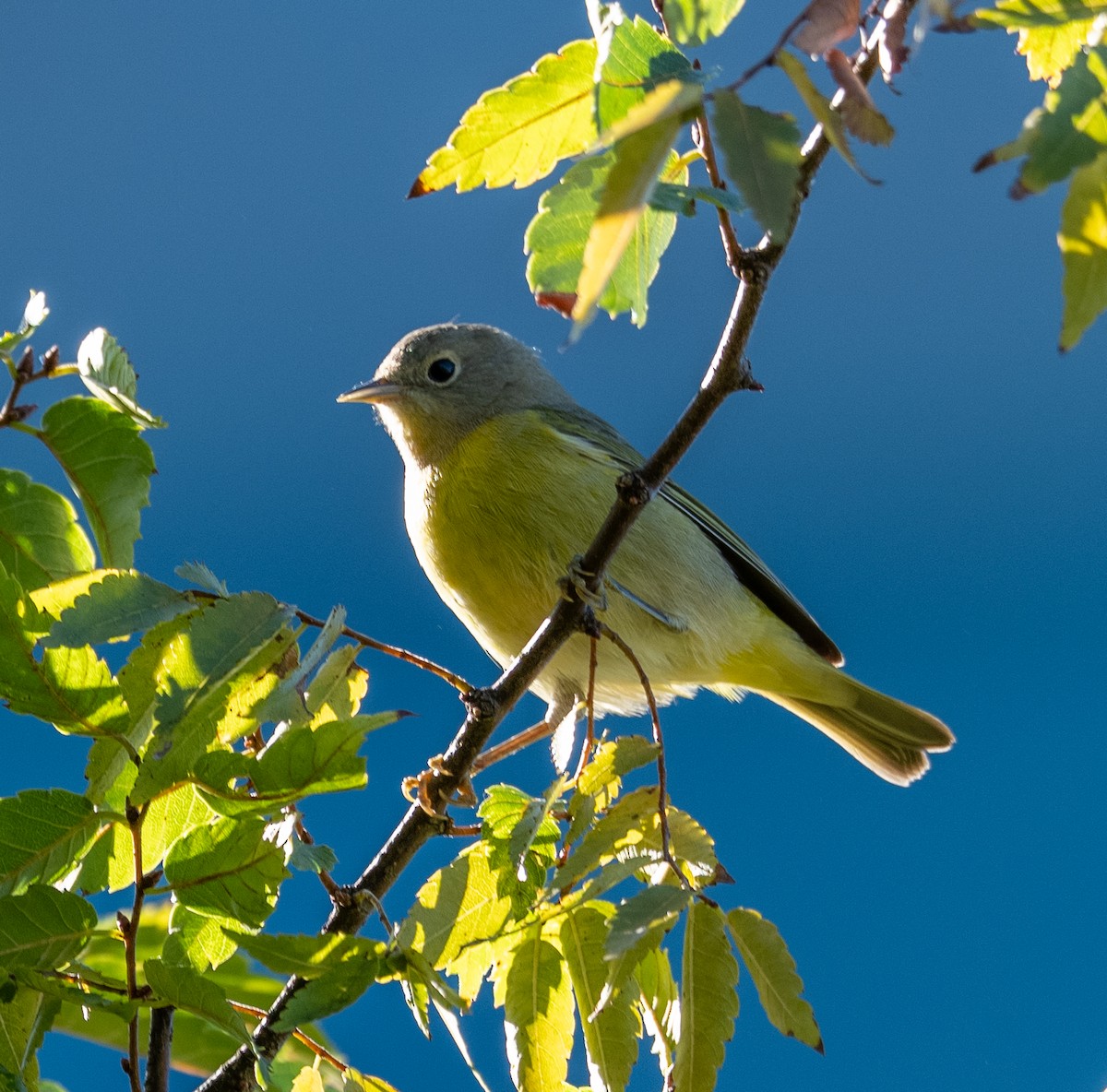 Nashville Warbler - ML642979167