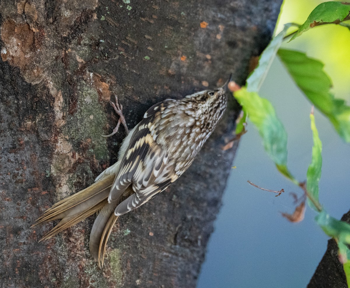 Brown Creeper - ML642979174