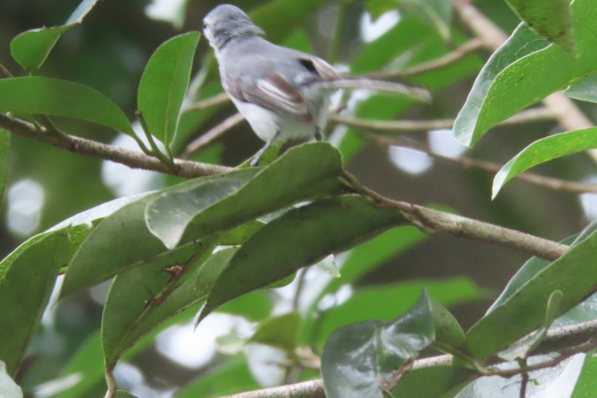 White-browed Gnatcatcher - ML642979176
