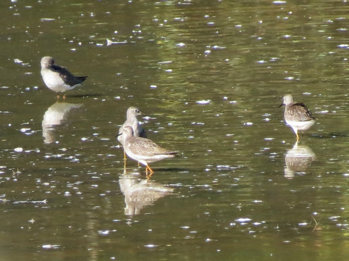 Lesser Yellowlegs - ML642979177