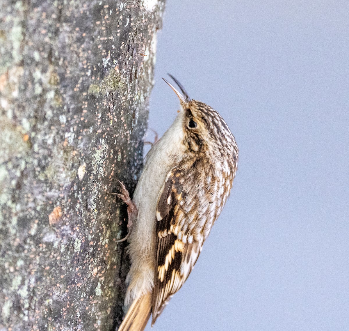Brown Creeper - ML642979191