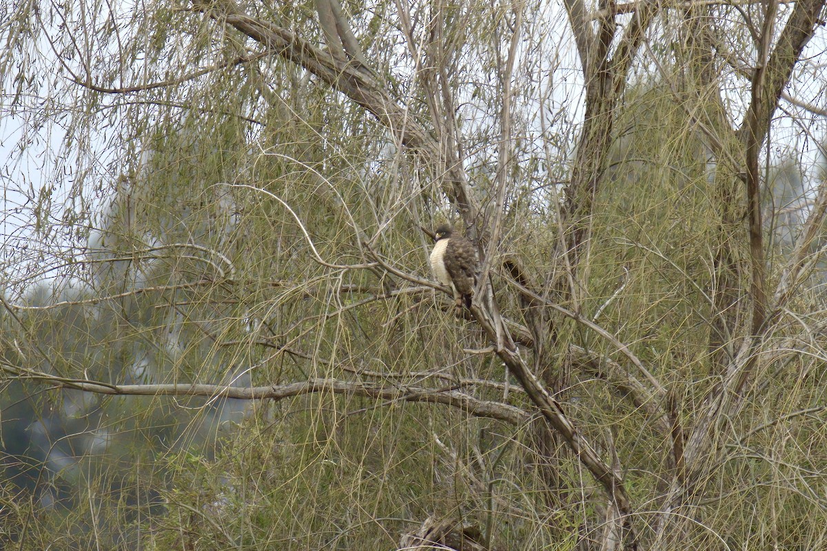 Roadside Hawk - ML642979193