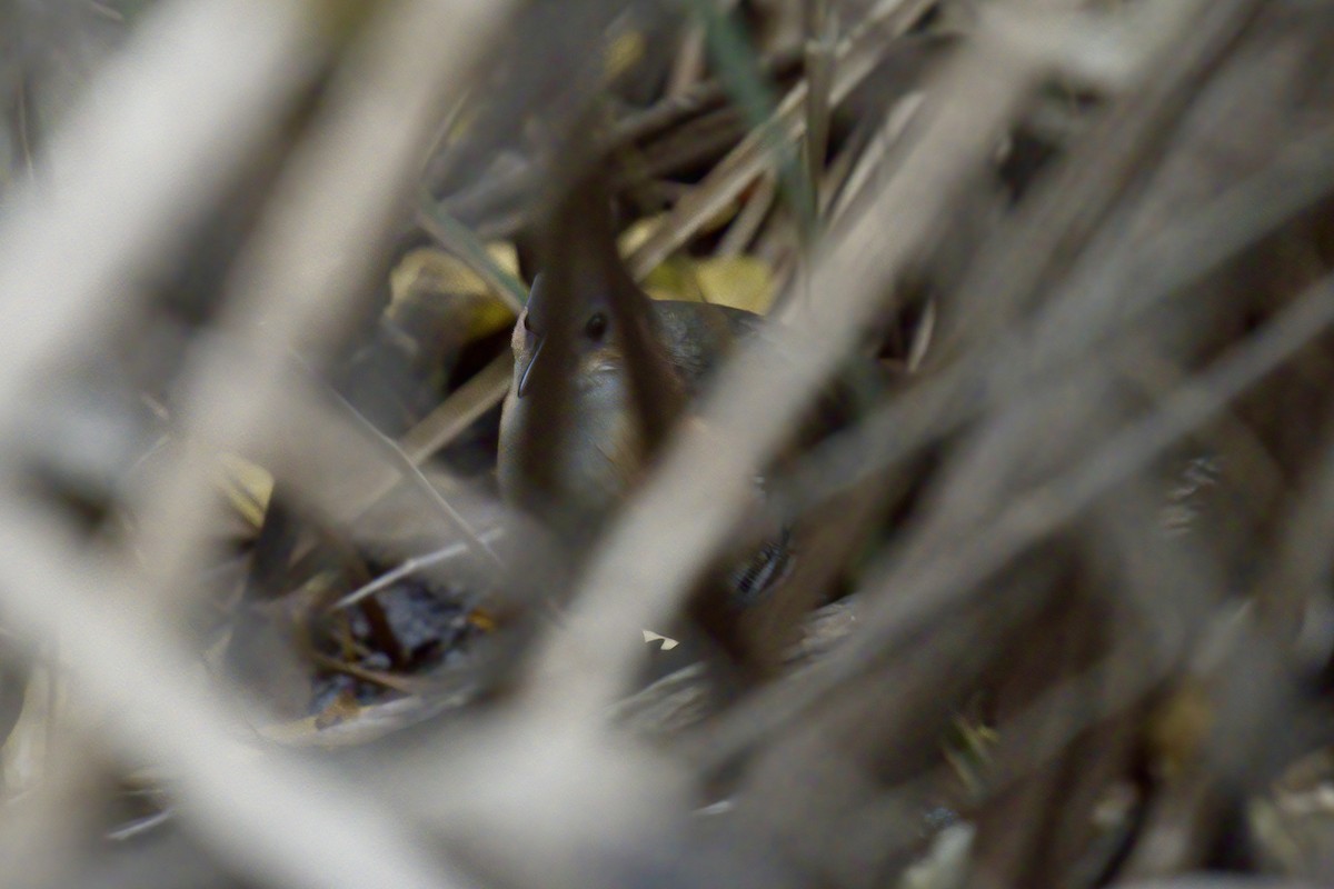 Rufous-sided Crake - ML642979202