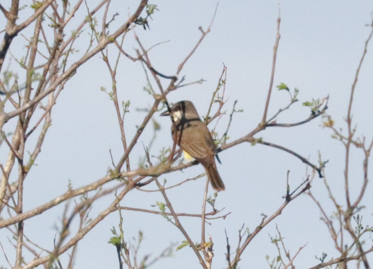 Thick-billed Kingbird - ML642979209