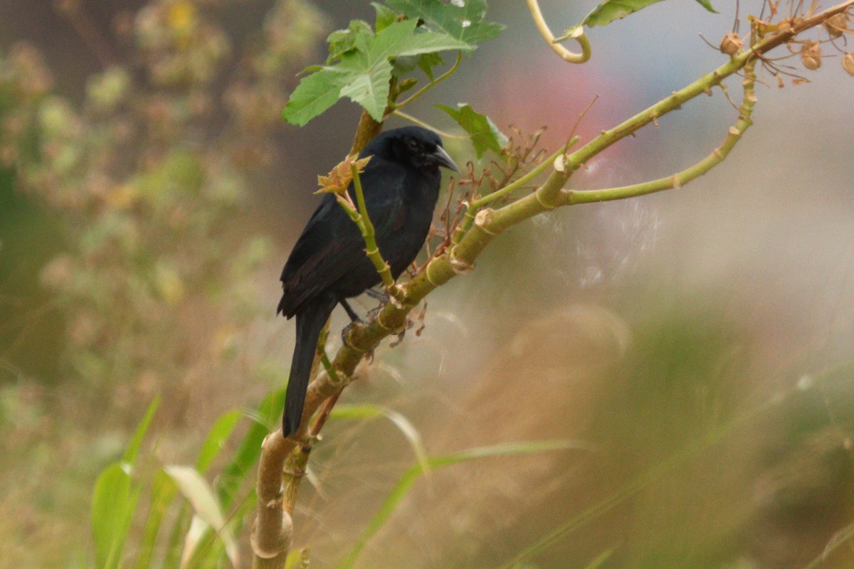Scrub Blackbird - ML642979212