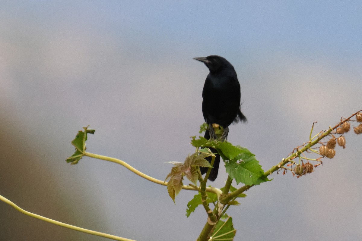Scrub Blackbird - ML642979231