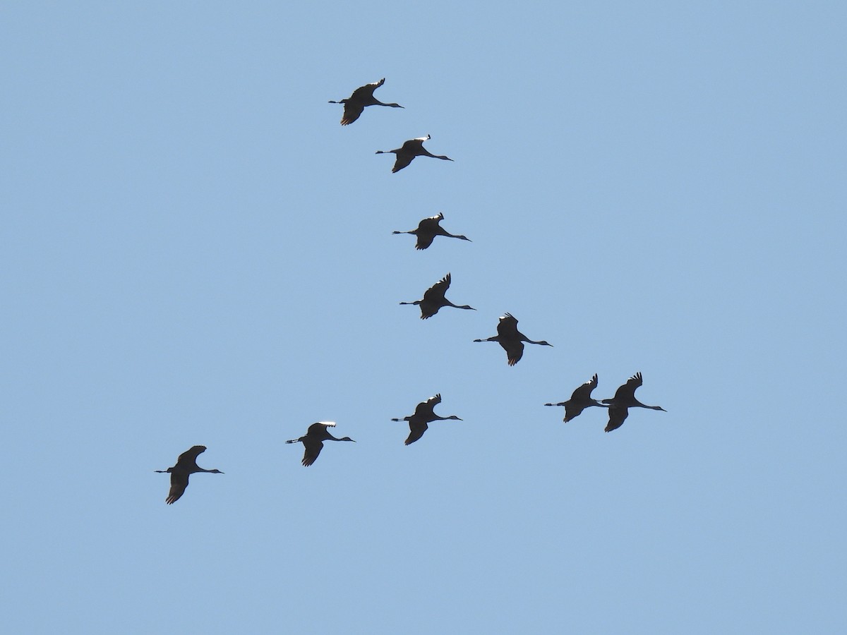 Sandhill Crane - ML642979242