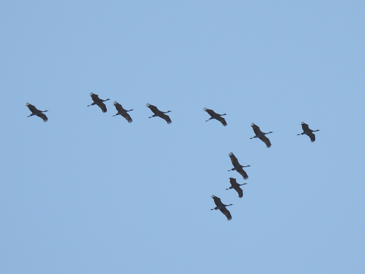 Sandhill Crane - ML642979243