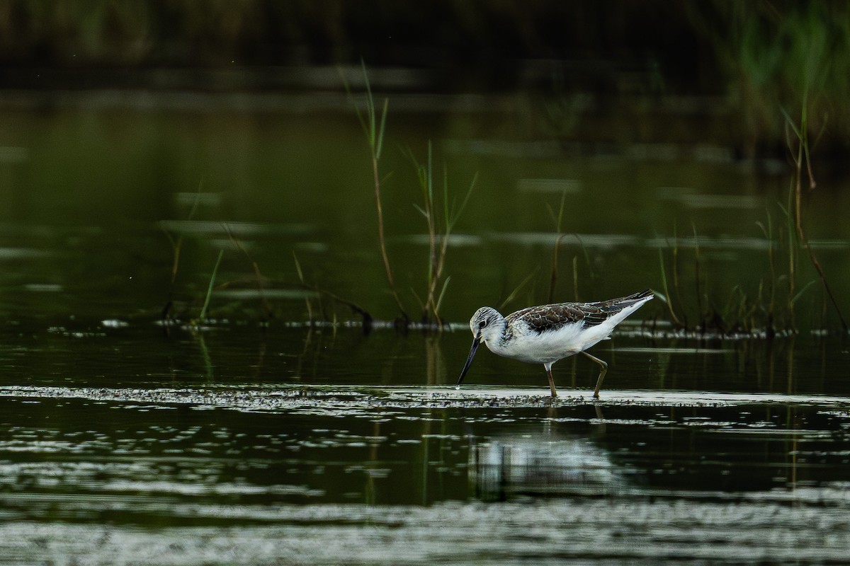 Common Greenshank - ML642979244