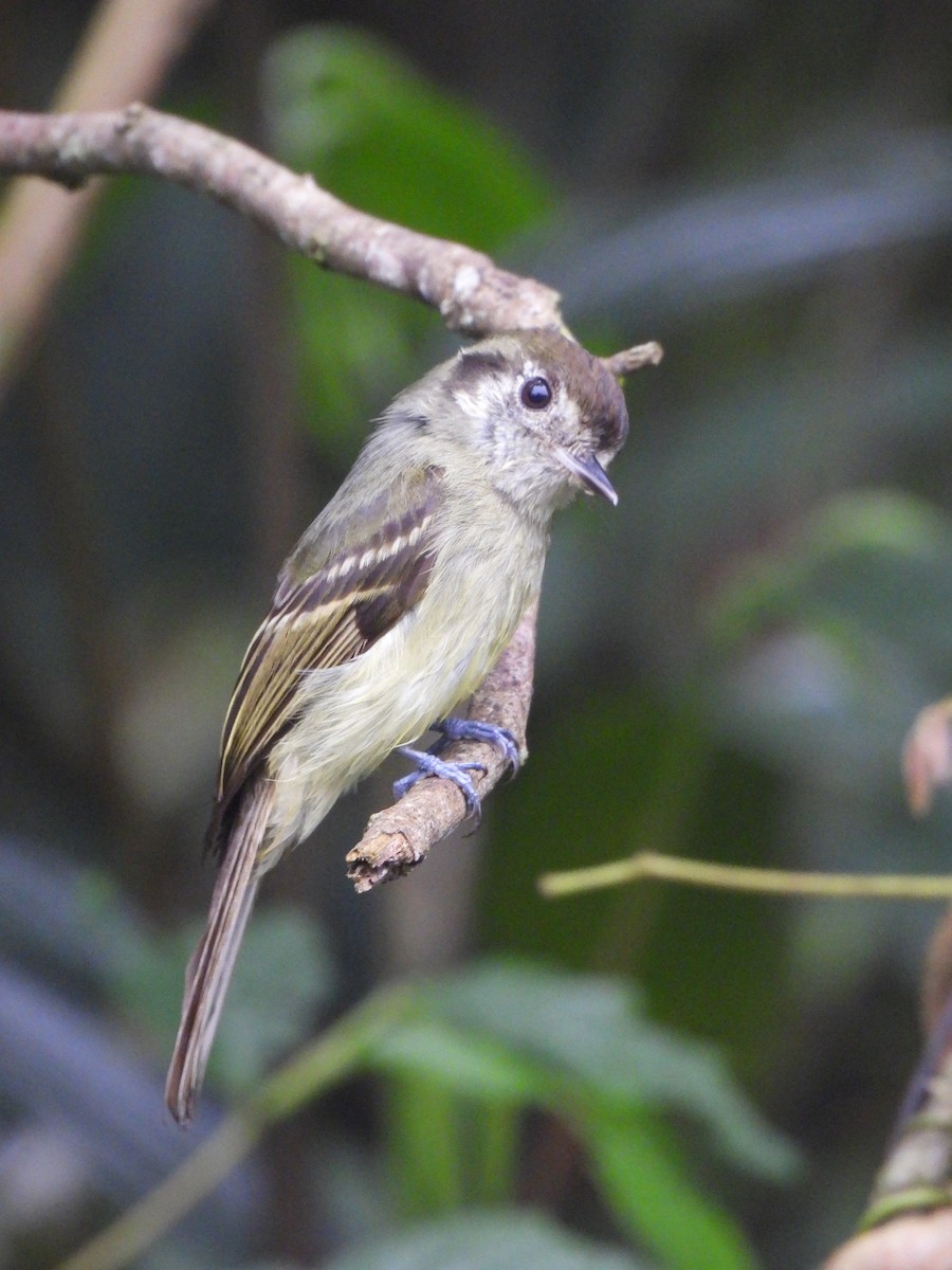 Sepia-capped Flycatcher - ML642979262