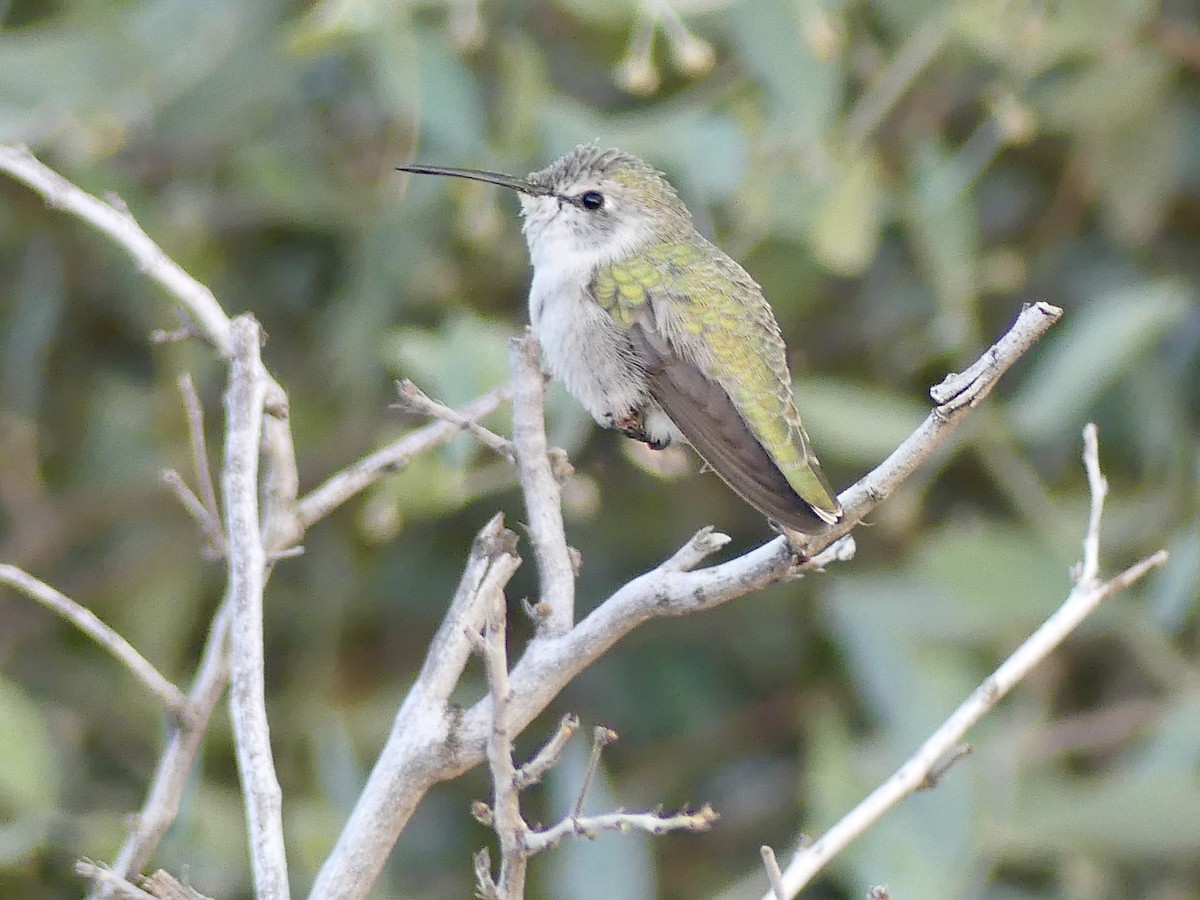 ørkenkolibri - ML642979271