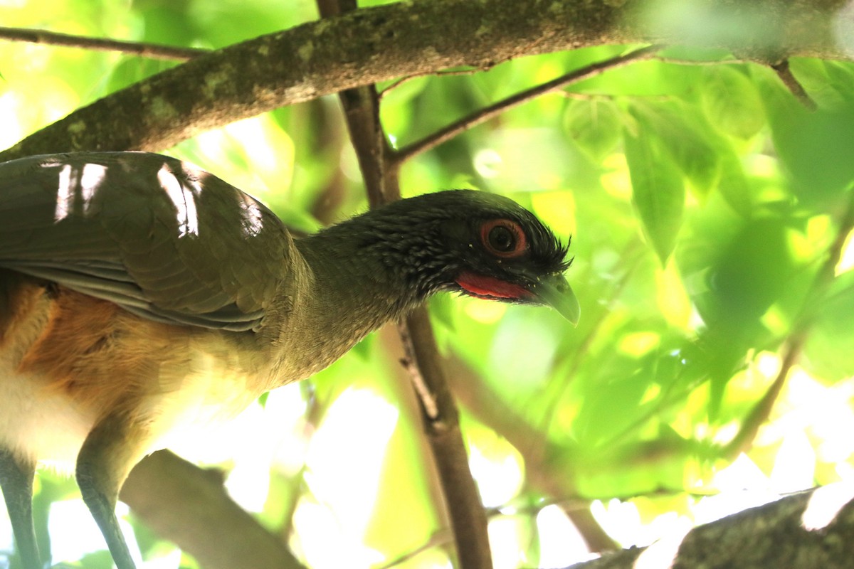 West Mexican Chachalaca - ML642979272