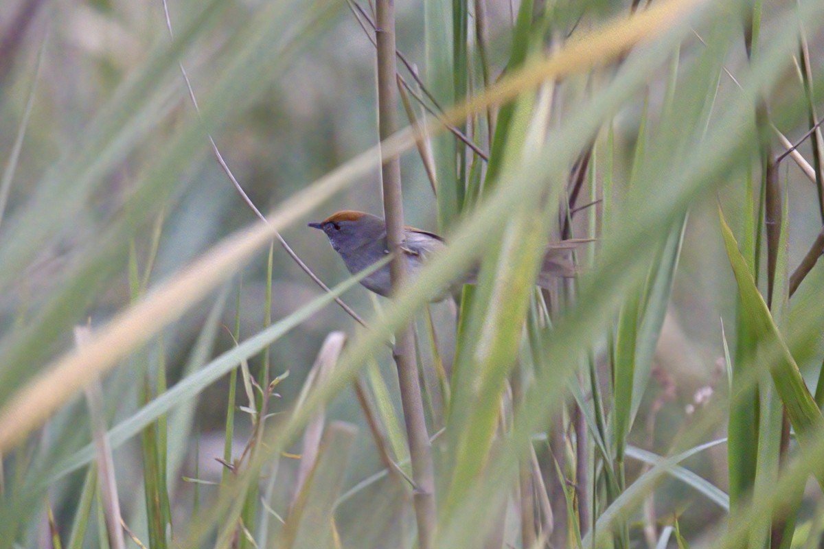 Spix's Spinetail - ML642979273