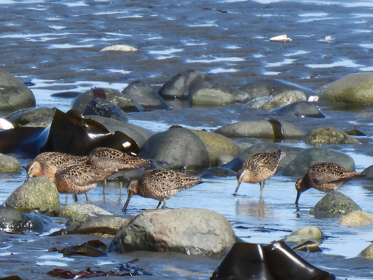 Short-billed Dowitcher - ML642979288