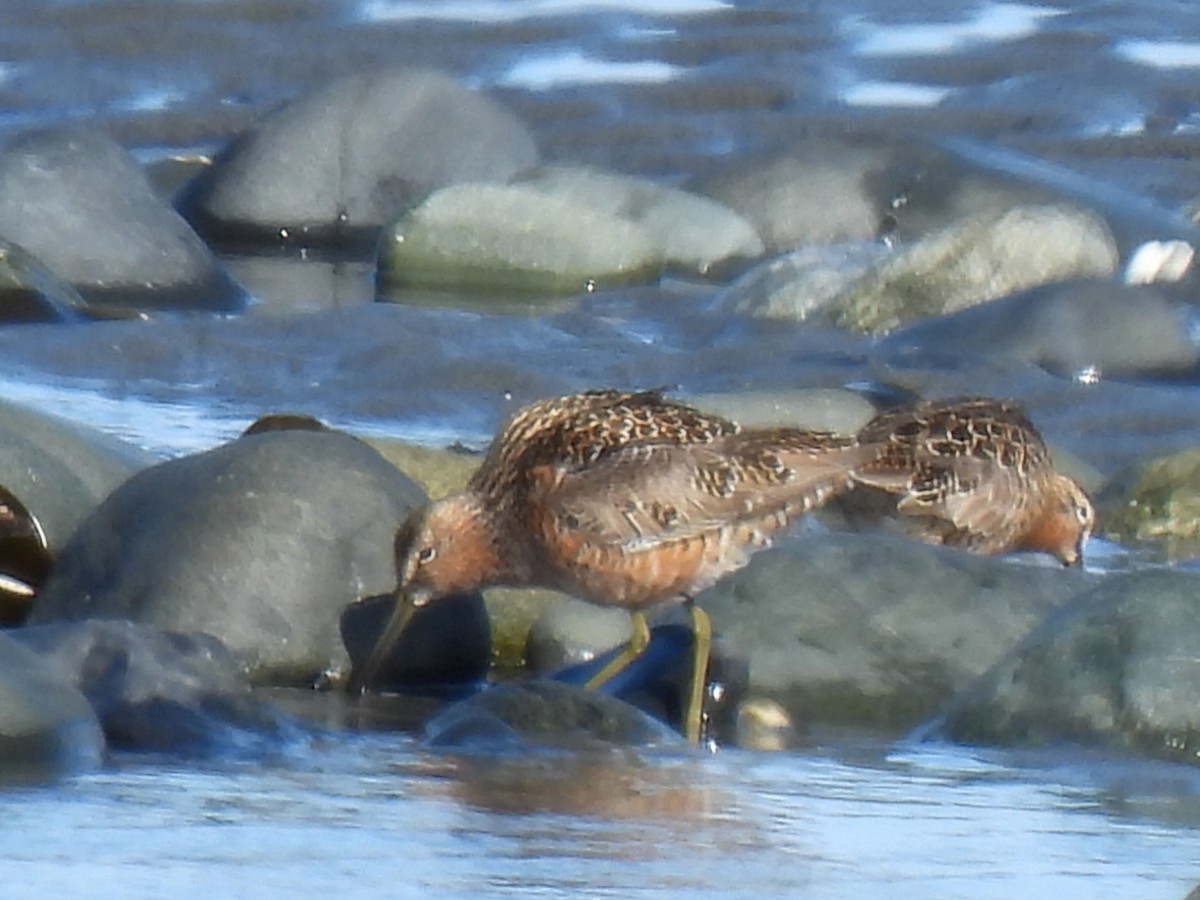 Long-billed Dowitcher - ML642979294