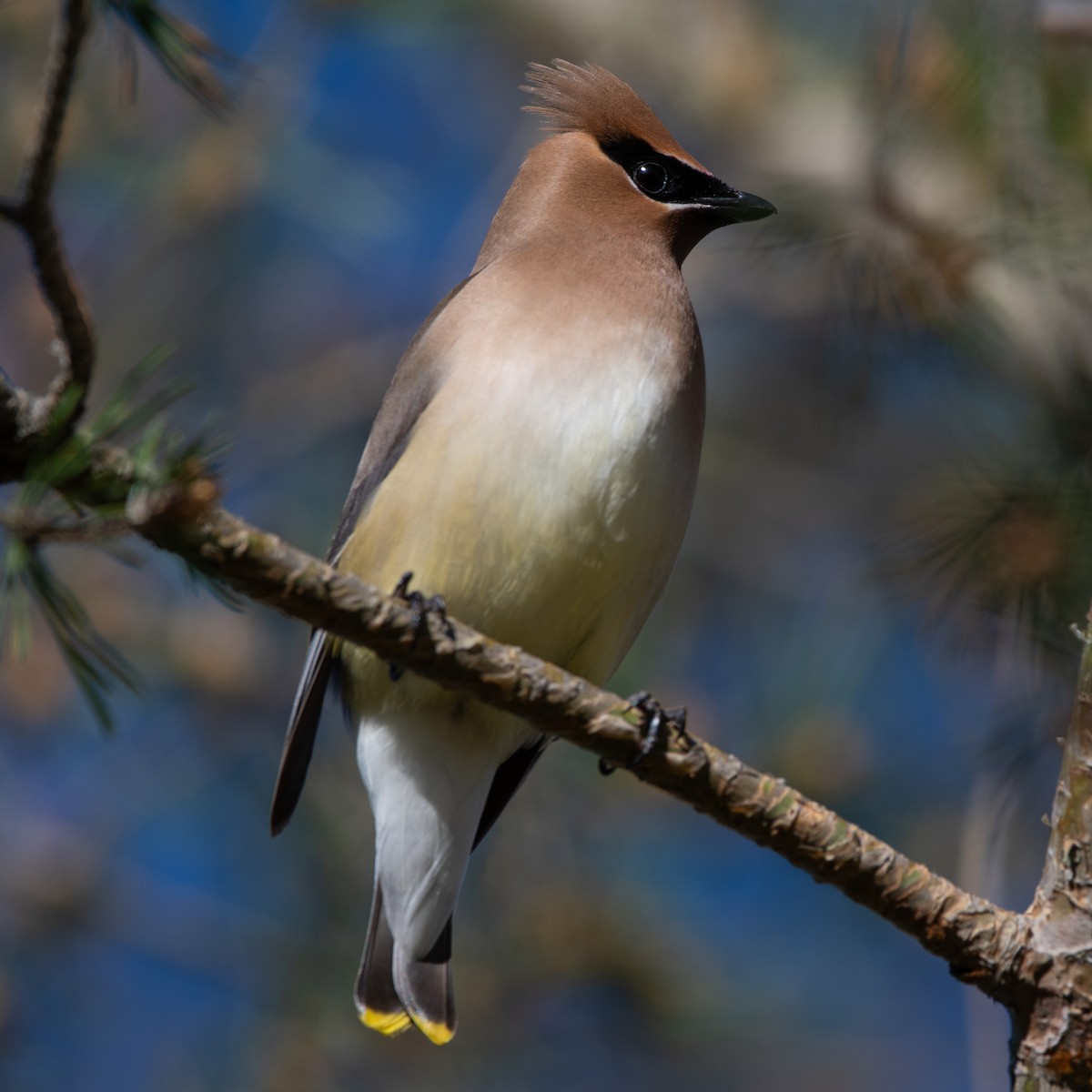 Cedar Waxwing - ML642979298