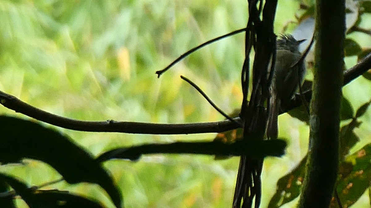 Scale-crested Pygmy-Tyrant - ML642979305