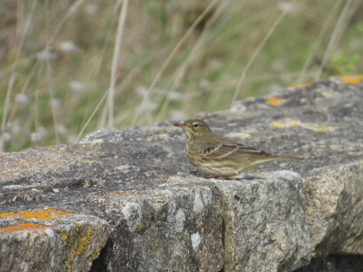 Rock Pipit - ML642979306